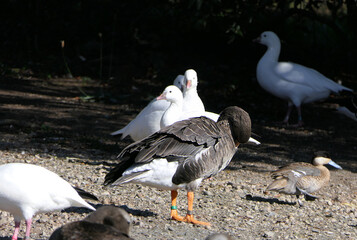 Goose and other Wildfowl wetland in UK