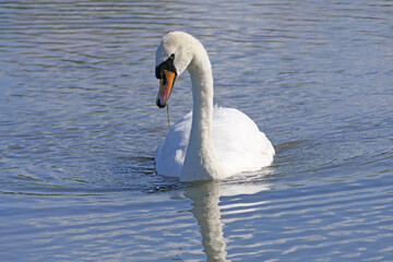 A Swan and other Wildfowl swimming in wetland in UK