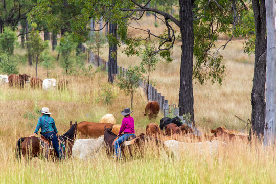 Two country ladies mustering on horses.