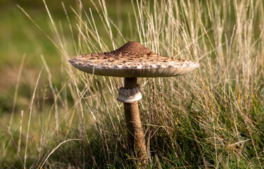 A Macrolepiota procera mushroom in the grass © sebi_2569