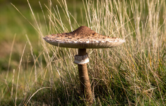 A Macrolepiota procera mushroom in the grass