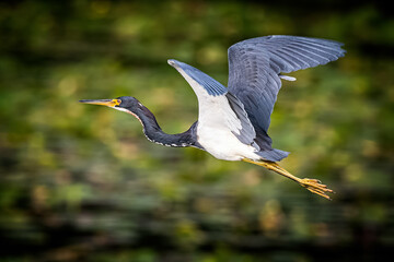 Tricolored Heron