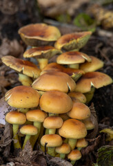 a close-up of many Psathyrella spadicea mushrooms