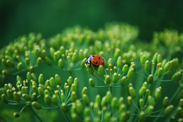 red ladybug sits on a green parasol of parsley seeds