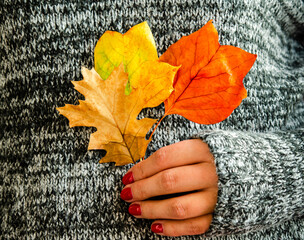 Autumn yellow and orange leaves in a female hand against the background of a woolen sweater.