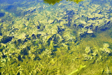 Fototapeta na wymiar A beautiful community pond or lake