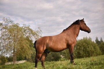 Naklejka na ściany i meble a brown horse is grazing on a green field in summer