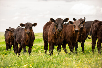 Angus calves in a grassy paddock