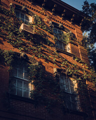 Light on ivy covered building