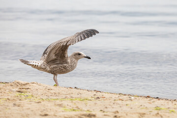 seagull on the shore