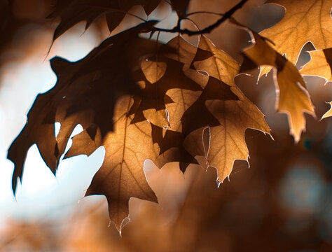 Autumn Leaves