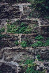 Clover growing on grey brick