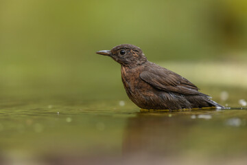 Amsel