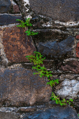 Plants growing in crack in wall