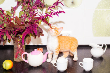 Ginger kitten smells flowers on the kitchen countertop with dishes. Cute domestic cats in the interior of the house