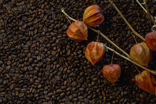 Fesalis branches on the background of coffee beans