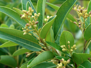 Persea/Borbonia indica - vinatigo - Indische Persea