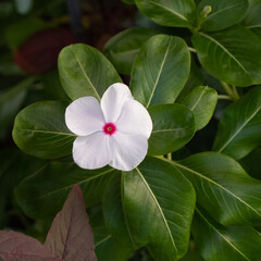 Naklejka premium White and red flower