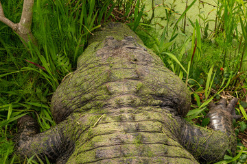 alligator in the grass