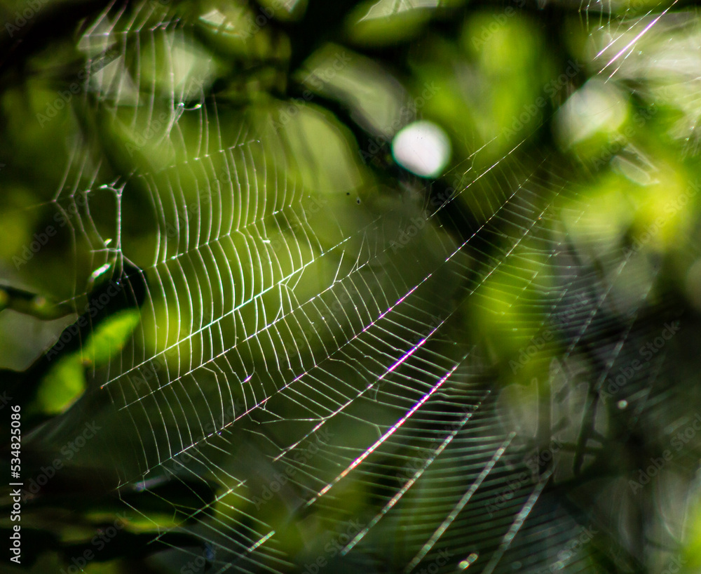 Wall mural spider web
