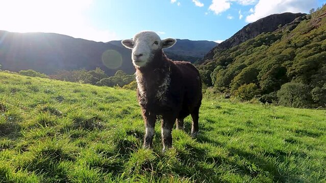 Lake District - Herdwick sheep on hill close up with sunset