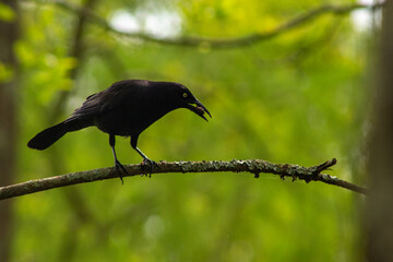 blackbird on a branch
