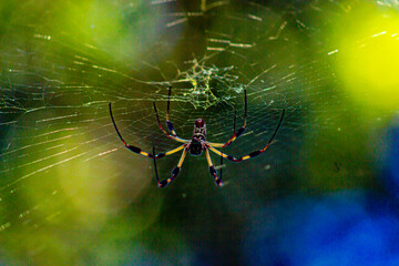 spider on the web