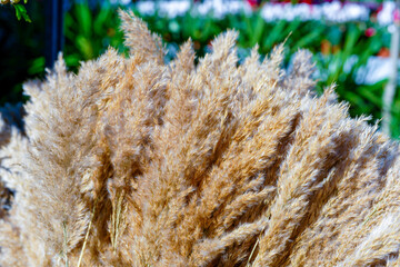 close up of grass