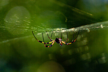 spider on the web