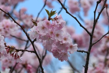pink blossom , garden concept.