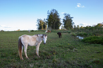 Obraz premium horses grazing in a field in the late afternoon