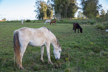 horses grazing in a field in the late afternoon