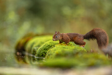 Eichhörnchen