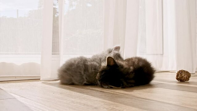 Little kittens play having fun near window in the sunlight. Cats playing with each other. High quality 4k footage