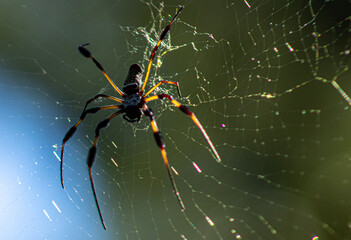 spider on the web