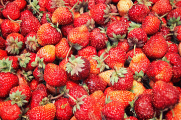 Fresh lush red strawberry from the garden. Rural berry and fruits