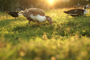 ducks on the background of the sunset. ducks in beautiful rays of light. green grass and ducks.