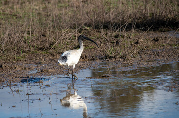 Australian White Ibis (Threskiornis molucca)