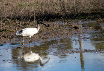 Australian White Ibis (Threskiornis molucca)