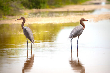 Obraz premium Couple of Reddish Egrets walking on the water. Cuba. Cienaga de Zapata. High quality photo