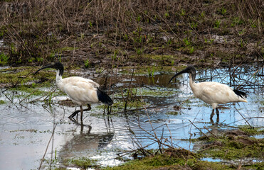 Australian White Ibis (Threskiornis molucca)