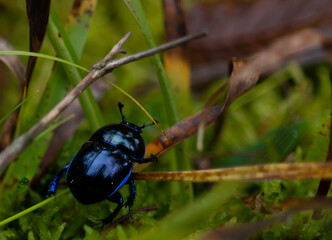 Blue beetle in the forest - Autumn 
