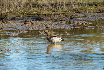 Australian wood duck (Chenonetta jubata)