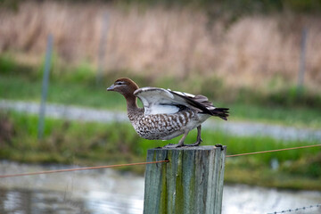 Australian Wood Duck (Chenonetta jubata)