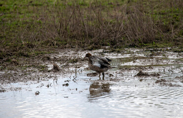 Australian Wood Duck (Chenonetta jubata)