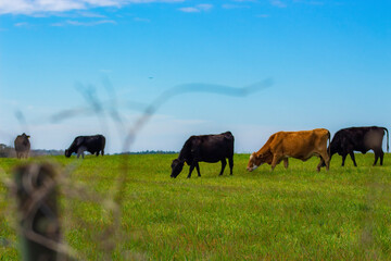 cows on pasture