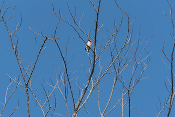 A Rose-breasted Grosbeak Perched On A Branch In Spring