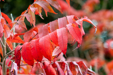Red Sumac in the Fall