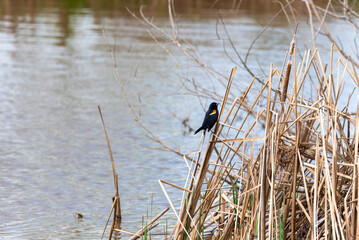 A red-winged Blackbird Perched On A Reed In The Marsh
