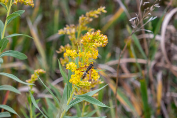 Fall GOldenrod with a Wasp